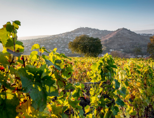Focus sur les vignobles d’Auvergne
