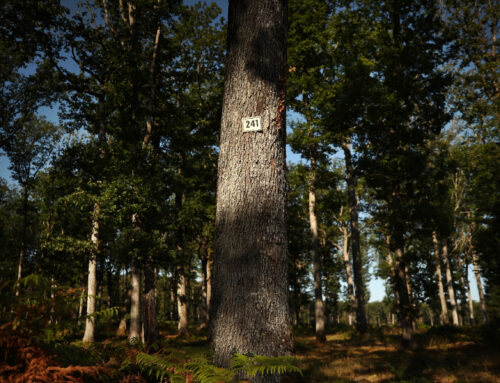 Ôde à la forêt des Bertranges !