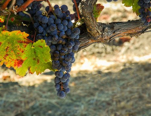AOP Malepère: a jewel of Languedoc