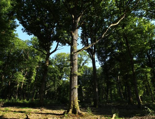 Oak Origins (Tronçais & Bertranges)